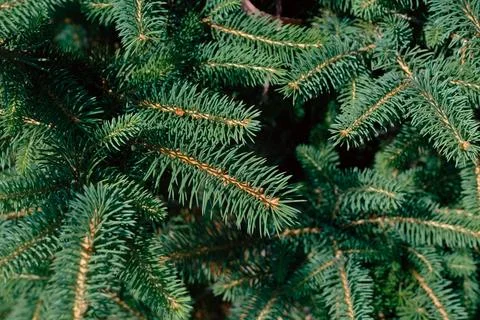 Close-up of evergreen pine branches Stock Photos