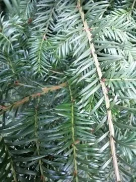 Close-up of evergreen pine branches textured background Stock Photos