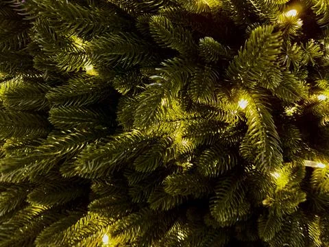 Close-up evergreen pine branches with warm fairy lights creating a festive .. Stock Photos