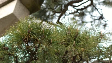 Close Up of Evergreen Pine Tree Branches in Kenrokuen Garden Kanazawa Japan Stock Footage 335734644