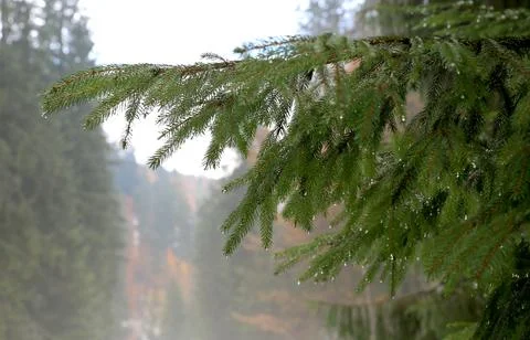 Close-up of evergreen pine tree branches with water droplets in a forest Stock Photos