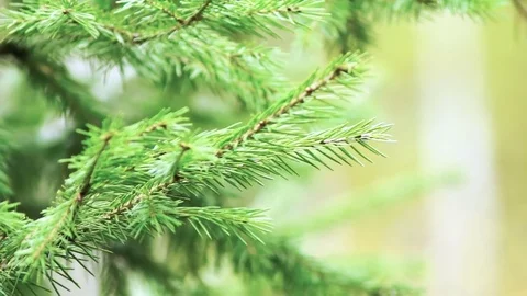 Close-up of evergreen spiny branches of fir Stock Footage 80986027