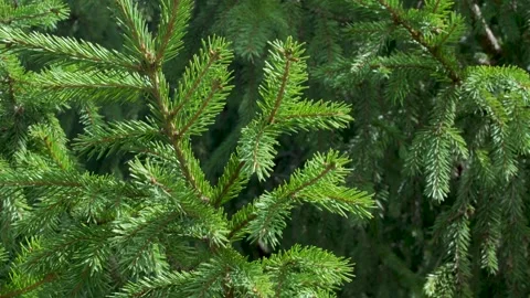 Close-Up Of Evergreen Spruce Branches With Green Needles Stock Footage 343239467