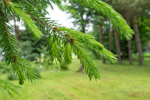 Close-up of evergreen tree branch in lush green forest setting Stock Photos
