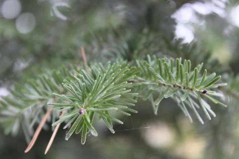 Close up of evergreen tree branch, macro Stock Photos