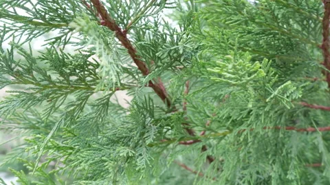 Close-Up of Evergreen Tree Branch with Needle-Like Leaves Stock Footage 307636268