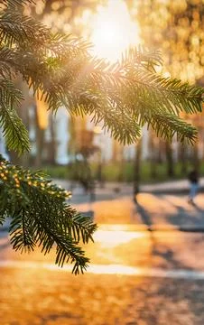 Close up of evergreen tree branch with sun rays shining through branches in.. Stock Photos