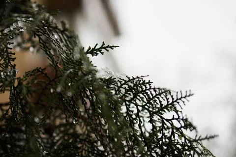 Close-up of evergreen tree branches covered with fresh white winter snow Stock Photos