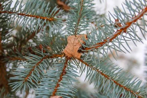 Close-up of evergreen tree branches with fallen leaves during winter Stock Photos