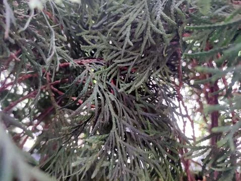 Close Up of Evergreen Tree Branches Stock Photos