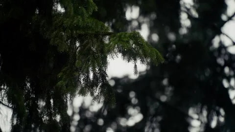 Close up of evergreen tree branches in the rain with water dripping from pine Stock Footage 338187993