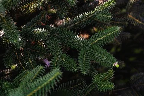 Close-up of evergreen tree branches with sharp green needles. Rich green texture Stock Photos