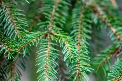 Close-up of evergreen tree branches showcasing vibrant green needles Stock Photos