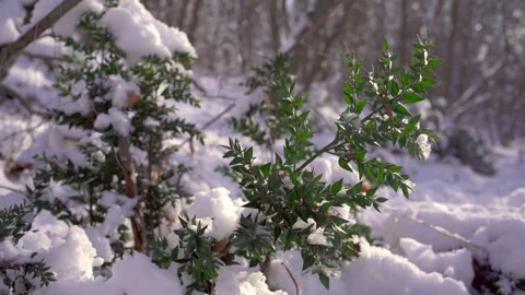 Close-up of evergreen tree covered in snow Stock Footage 255980159