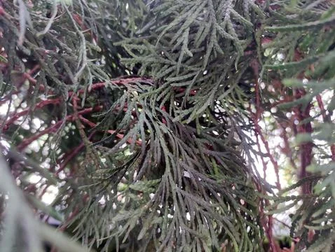 Close Up of Evergreen Tree Foliage Stock Photos