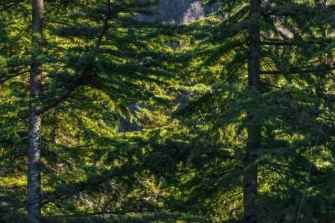 Close up to evergreen trees and their branches full o leaves Stock Photos