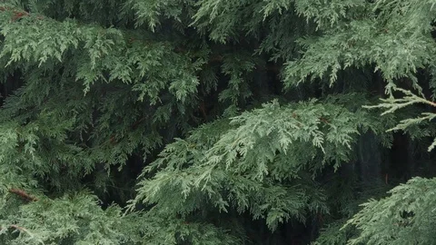 Close up of evergreen trees on a rainy day Video stock 114507582