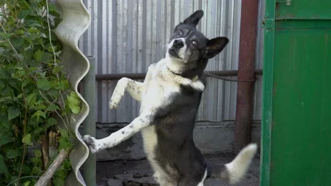 Close-up, the evil black and white dog barks and looks into the camera standing 스톡 동영상 103111678