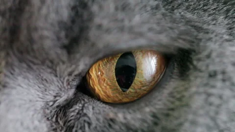 Close-up Of An Evil Cat's Eye And Nose. British Cat. 库存影片 85900652