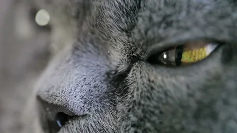 Close-up Of An Evil Cat's Eye And Nose. British Cat. Stock Footage 85901800