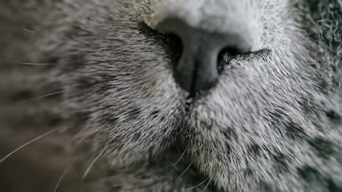 Close-up Of An Evil Cat's Eye And Nose. British Cat. Stock Footage 85901889