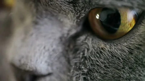 Close-up Of An Evil Cat's Eye And Nose. British Cat. 库存影片 85901977