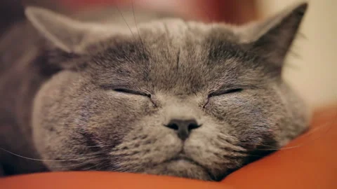 Close-up Of An Evil Cat's Eye And Nose. British Cat. Stock Footage 85902613