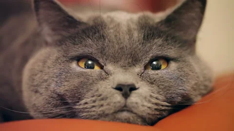 Close-up Of An Evil Cat's Eye And Nose. British Cat. 库存影片 85902755