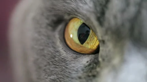 Close-up Of An Evil Cat's Eye. British Cat. 库存影片 85902032