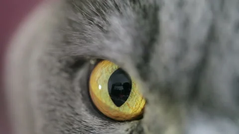 Close-up Of An Evil Cat's Eye. British Cat. 库存影片 85902165