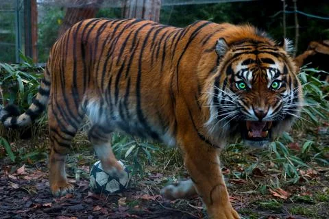 Close-up of an evil tiger with big teeth. The mouth is open. 스톡 사진