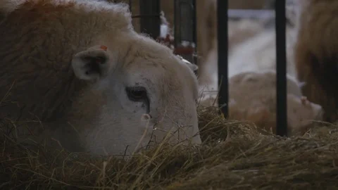 Close up of ewe sheep eating grass Stock Footage 78229138