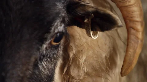 Close Up of Ewe Sheep Vídeo Stock 43603316