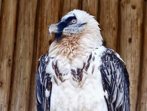 Close Examination Of Bearded Vulture Features. Intimate View Of Vulture Fac.. Stock Photos