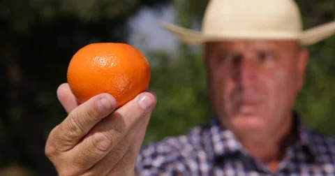 Close Up Examination Farmer Man Recommend Mandarin Fruits Exotic Fresh Citrus Stock-Footage 66862560