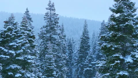 Close examination of frosted pine needles framing faraway mountain crest Stock Footage 321435254