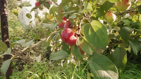 Close examination of red apple with dew and sunlight. An intimate detailed view Stock Footage 346249322