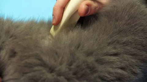 Close examination with ultrasound device navigating textured grey animal fur Stock-Footage 333988545
