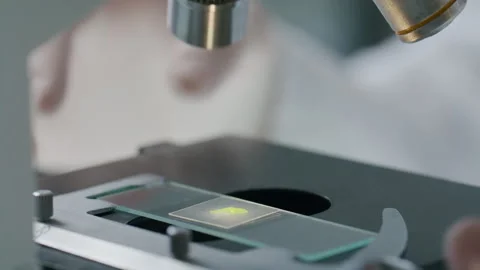 Close-Up of Examining Glass Slide with Leaf Specimen under Microscope Stock Footage 304765457