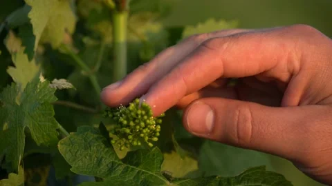 Close-up. Examining young berries of grape and leaves. Stock Footage 134605361