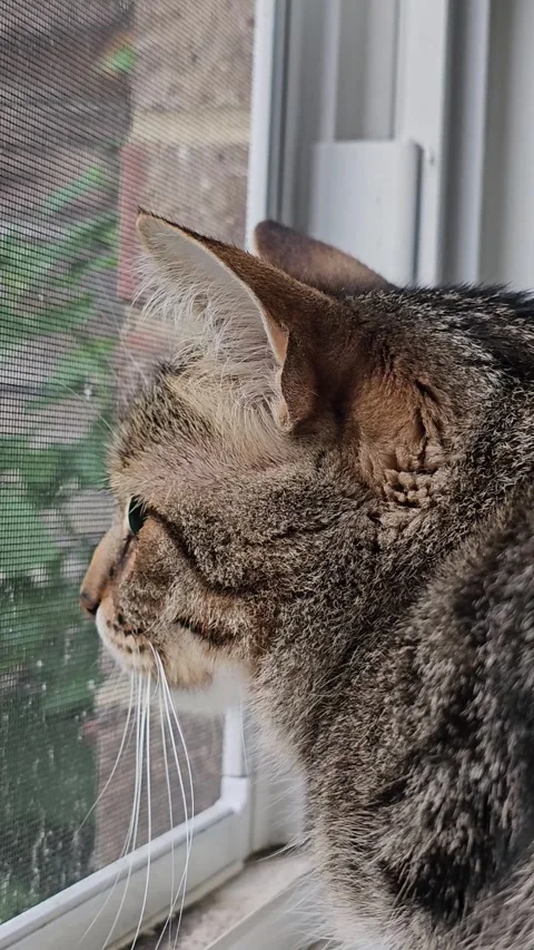 Close-up of excited tabby cat looking out window vertical video Stock Footage 335602208