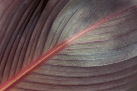 Close up of exotic dark leaf texture, nature background Stock Photos