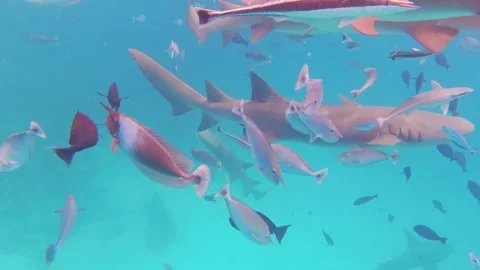 Close up exotic fish and common nurse sharks in deep Maldives tropical indi.. Stock-Footage 278173832