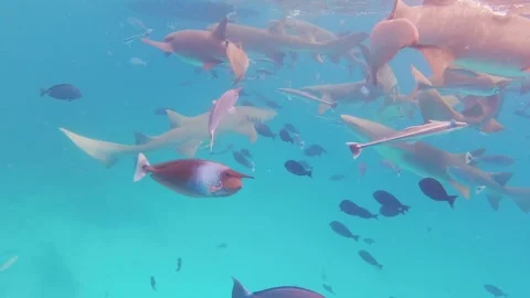 Close up exotic fish and common nurse sharks in deep Maldives tropical indi.. Stock Footage 308159582