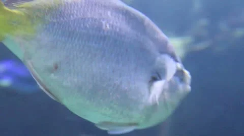 Close up exotic fish Stock Footage 10589602
