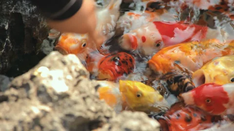 Close up of exotic fish in pond Stock Footage 38748455
