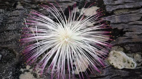 Close-up of an exotic flower from the Malvaceae Stock Footage 154807425