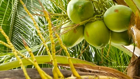 Close-up of exotic green palm tree leaves with cluster of young fresh round Stock Footage 98929692