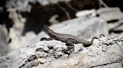 Close up of exotic lizard Stock Footage 48500610