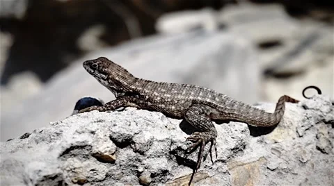 Close up of exotic lizard Stock Footage 48500785